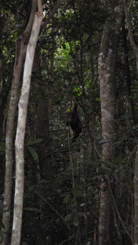 Chimps also like lianas, which provide food and a means of movement around the canopy.