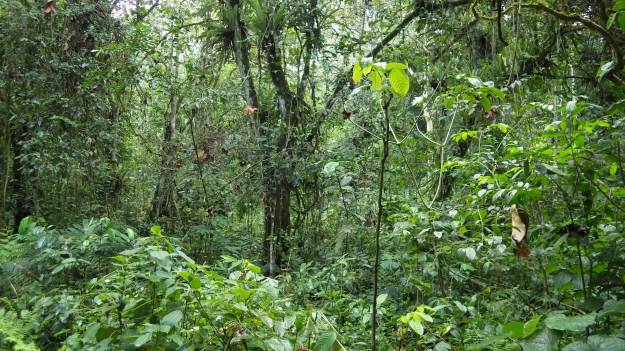 This stuff is no fun to run through, especially with elephants on your tail.