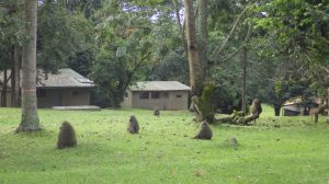 baboons