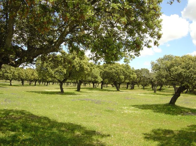 These dehesa landscapes in central Spain aren't just beautiful; they're of major conservation importance and a traditional system of agroforestry that has been in place for thousands of years. Photo credit: Gerardo Moreno.