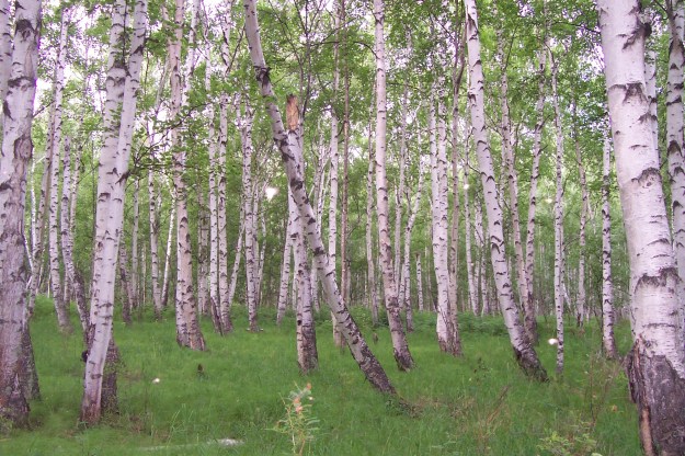 White birch forest, central Kamchatka