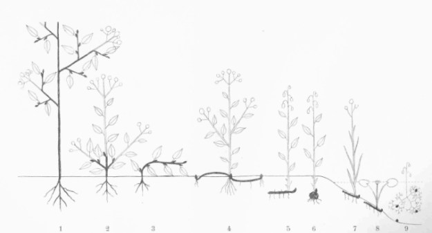 Raunkiaer1907-life_forms-small