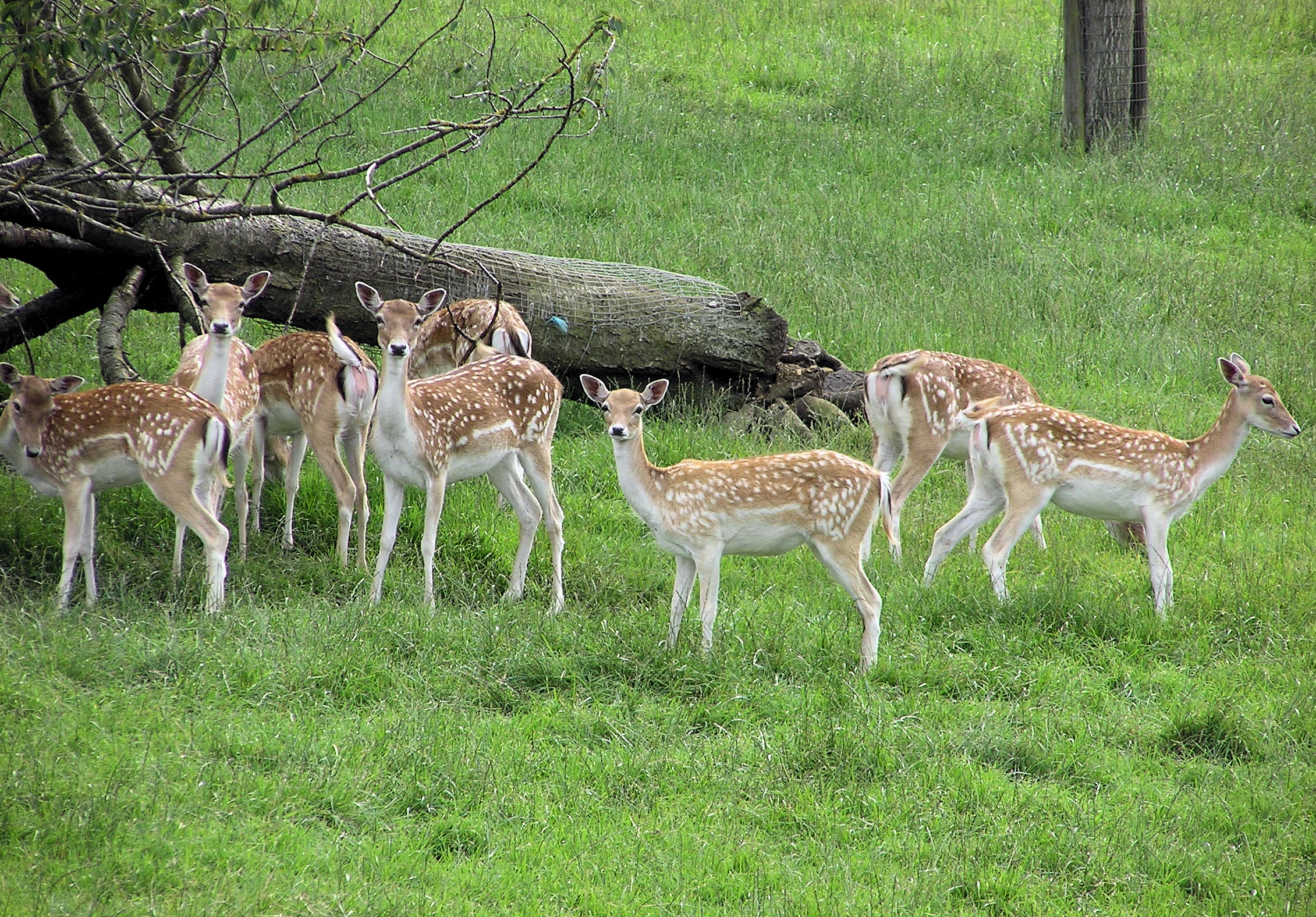 Fallow_deer_arp.jpg