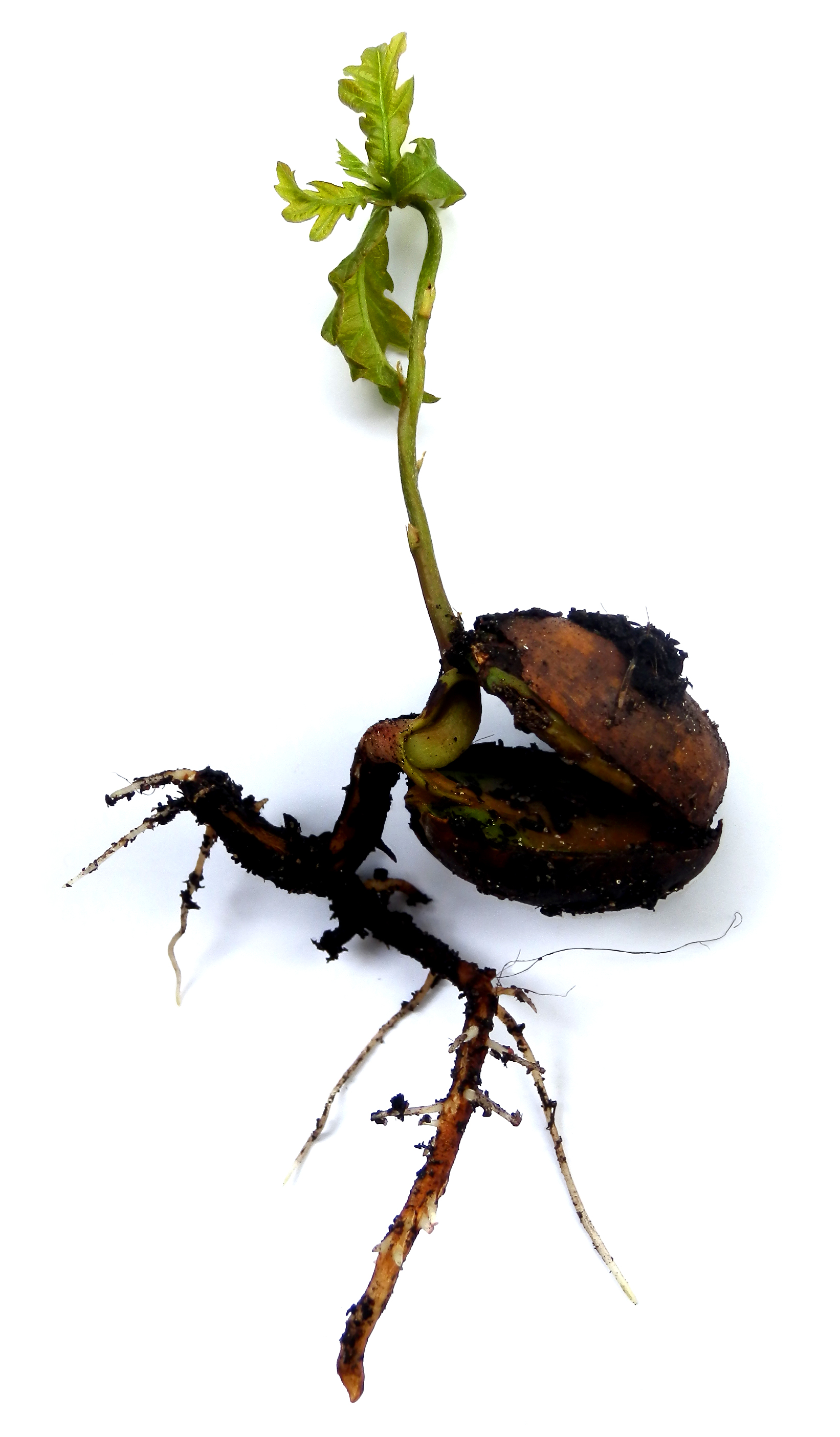From tiny acorns | Trees In Space