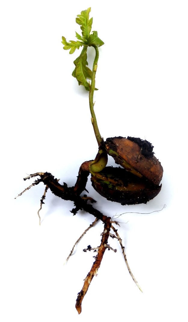 sprouting_acorn